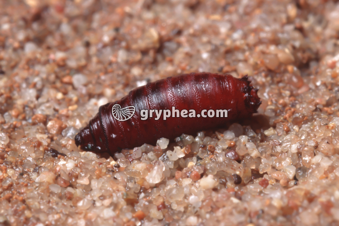 Mouche - Pupe - gryphea.com